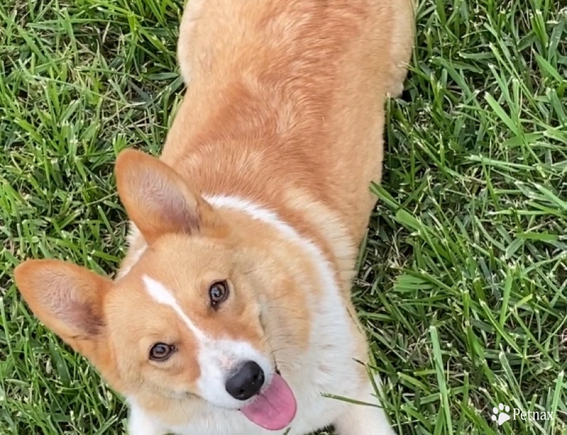 Ziva Pembroke Welsh Corgi