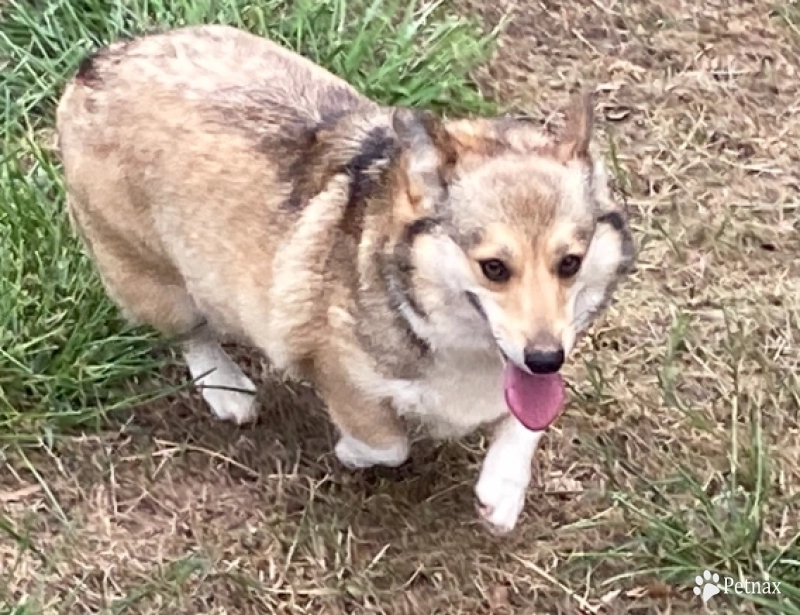 Rebel Pembroke Welsh Corgi