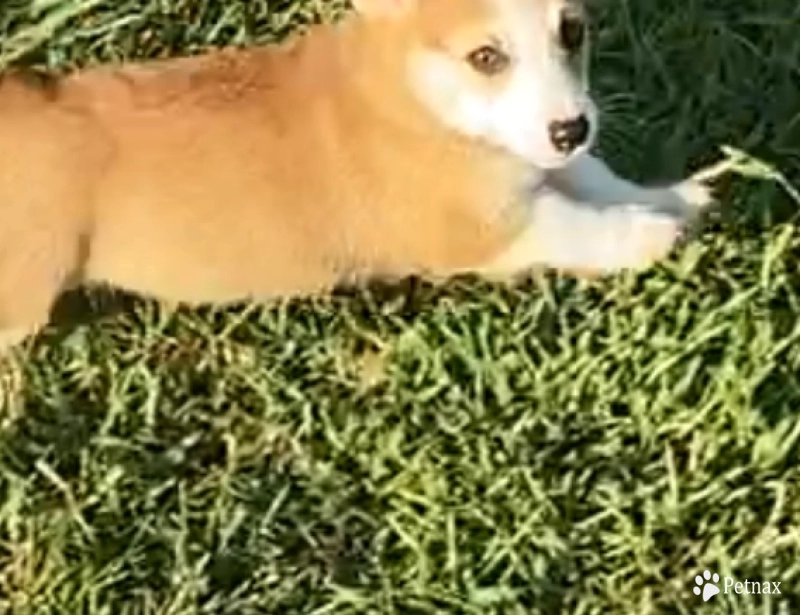 Daisey Pembroke Welsh Corgi