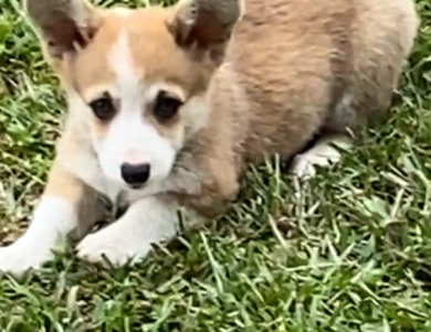 Daisey Pembroke Welsh Corgi