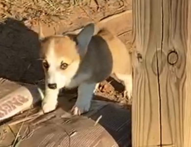 Daisey Pembroke Welsh Corgi