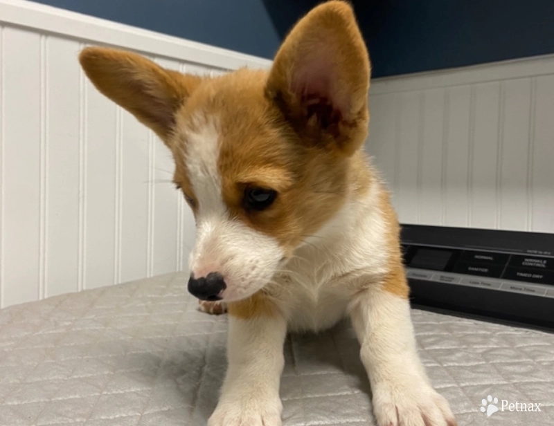 Presley Pembroke Welsh Corgi