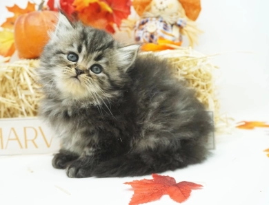 Willow Persian