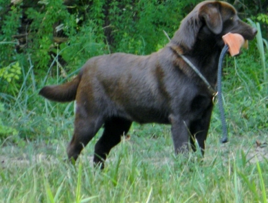 Shallow Creeks Tell Me Why "Gabby" Labrador Retriever