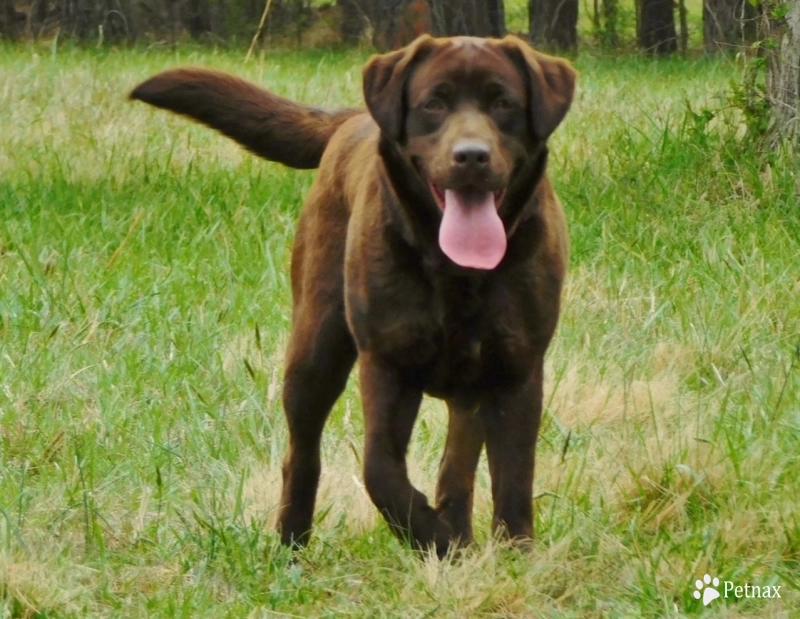 Shallow Creeks Till There Was You "Tilly Labrador Retriever