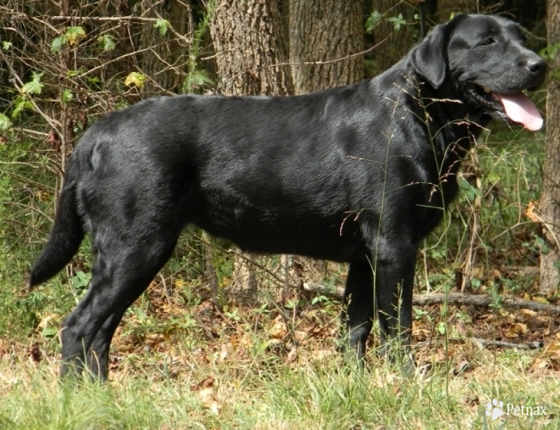 Shallow Creeks A Hard Days Night "Bea&qu Labrador Retriever