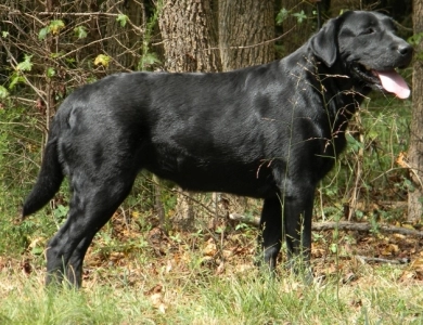 Shallow Creeks A Hard Days Night "Bea&qu Labrador Retriever