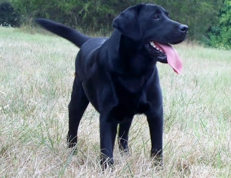 UKC CH Shallow Creeks I'm Your Caption " Labrador Retriever