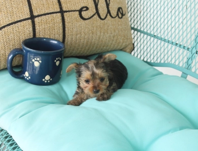 Chanel Yorkshire Terrier
