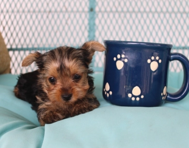 Chanel Yorkshire Terrier