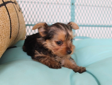 Chanel Yorkshire Terrier
