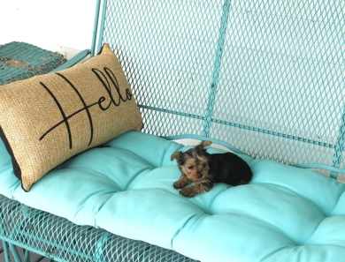 Chanel Yorkshire Terrier