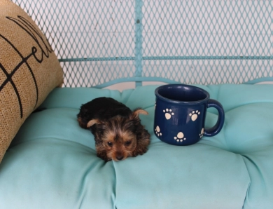 Chanel Yorkshire Terrier