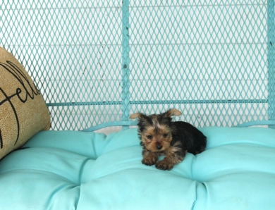 Chanel Yorkshire Terrier