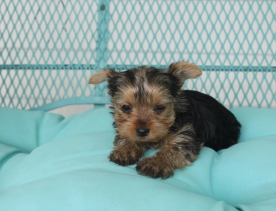 Chanel Yorkshire Terrier