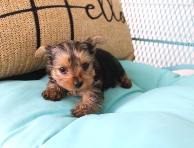 Chanel Yorkshire Terrier