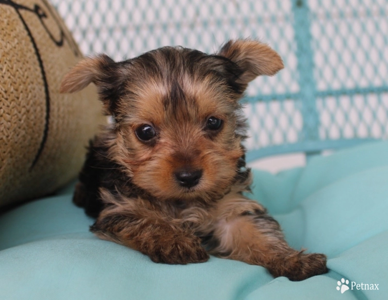 Chanel Yorkshire Terrier