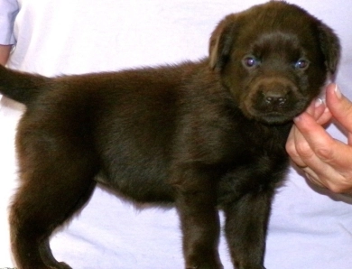 Pepper's puppy Labrador Retriever