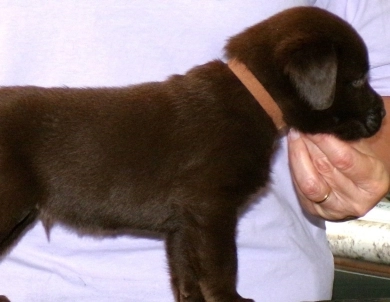 Pepper's puppy Labrador Retriever