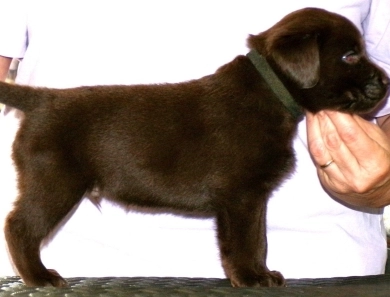 Pepper's puppy