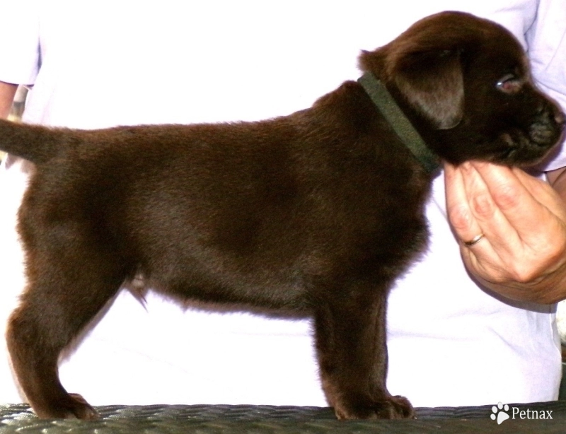 Pepper's puppy Labrador Retriever