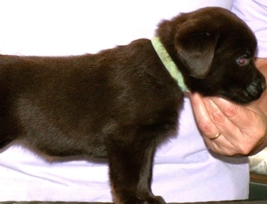 Pepper's puppy Labrador Retriever