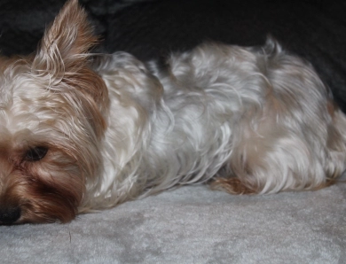 Sally Yorkshire Terrier