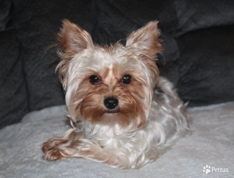 Sally Yorkshire Terrier