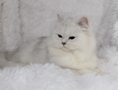 Benjamine Persian