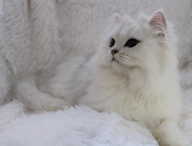 Benjamine Persian