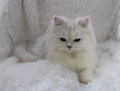 Benjamine Persian