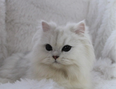Benjamine Persian