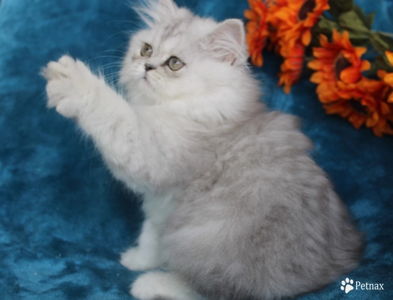 opal Persian