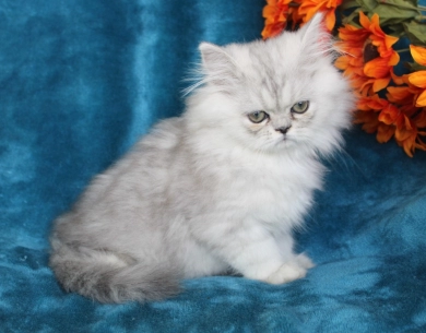 opal Persian