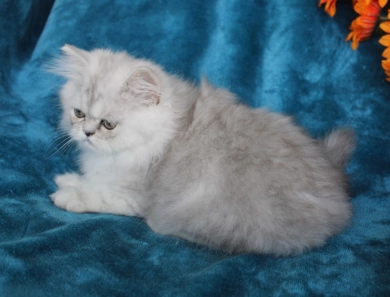 opal Persian