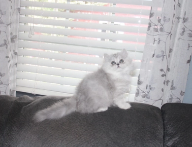 opal Persian