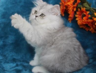 opal Persian