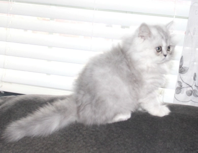 opal Persian