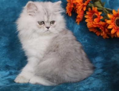 opal Persian