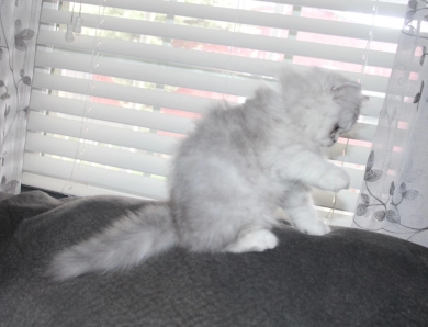 opal Persian