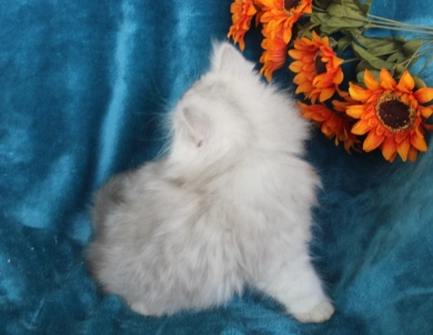 opal Persian