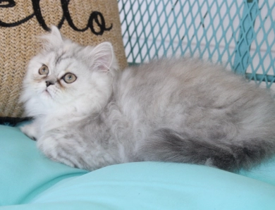 red collar Persian