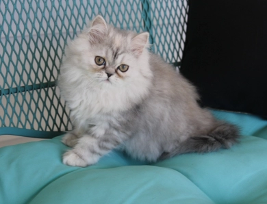 red collar Persian