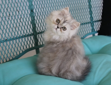 red collar Persian