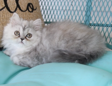 red collar Persian