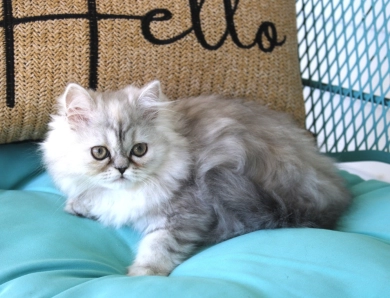 red collar Persian
