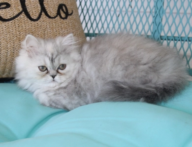 red collar Persian