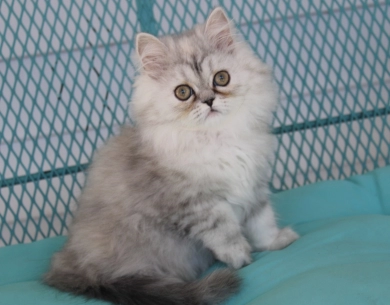 red collar Persian