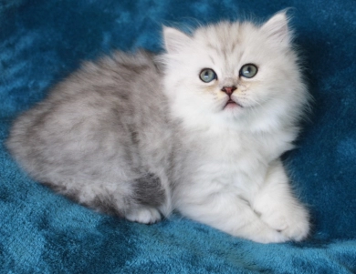 Pixal Persian