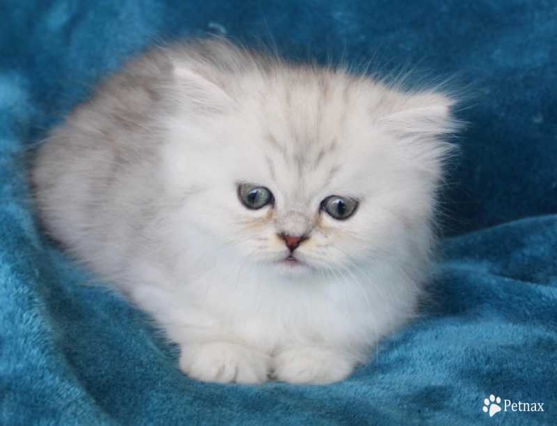 Pixal Persian
